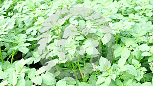 Bed of blooming potato plants in 4K VIDEO. PatchÂ ofÂ Solanum tuberosum plantÂ in bloom growing in homemade garden.